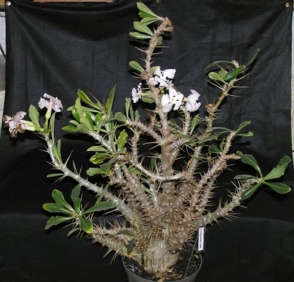 Pachypodium laelii